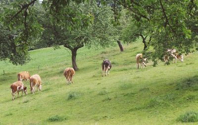 Cows grazing on field in forest