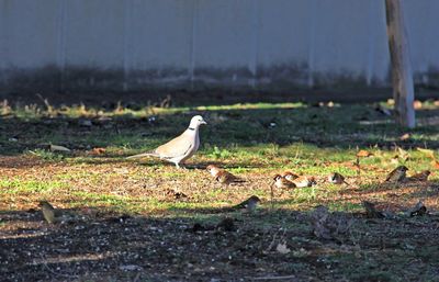 Seagull perching on a field