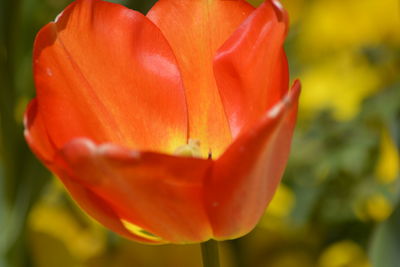 Close-up of red tulip