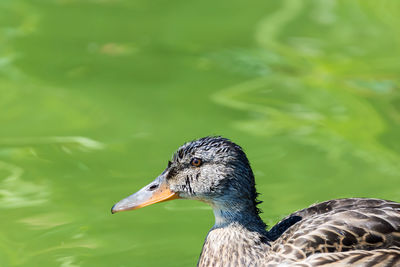 Close-up of bird