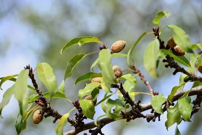 Close-up of almond tree