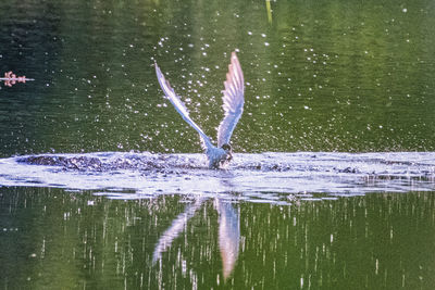 Bird flying over lake