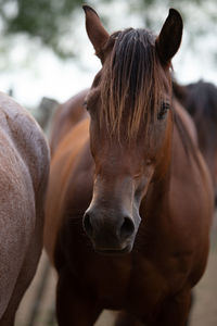 Close-up of a horse in ranch