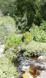 Close-up of fresh green trees in water