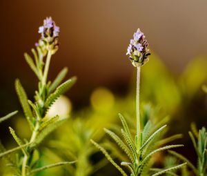 Close-up of flowering plant