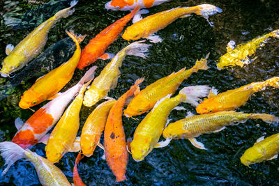 High angle view of koi carps swimming in pond