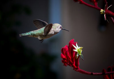 Hummingbird in flight