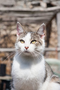 Portrait of a cute tabby outdoor mix breed cat