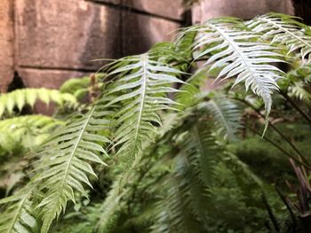 Close-up of fern leaves