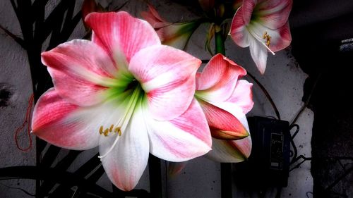 Close-up of pink flowers blooming outdoors