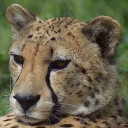 Close-up portrait of lion