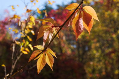 Close-up of maple leaves on plant