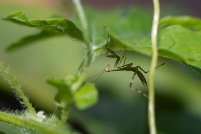 Close-up of insect on leaf