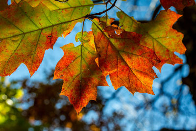 Close-up of maple leaves against blurred background