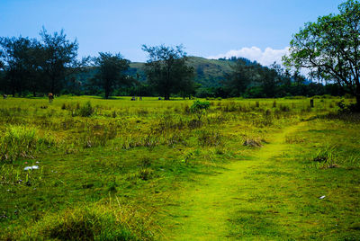 Scenic view of field against sky