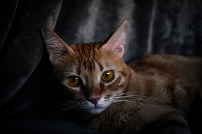 Close-up portrait of cat relaxing at home