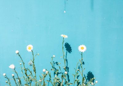 Close-up of yellow flowers blooming against blue sky