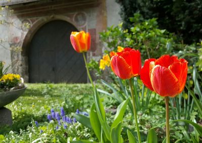 Close-up of tulips blooming outdoors