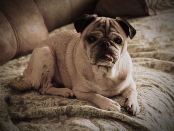 Portrait of dog sitting on bed