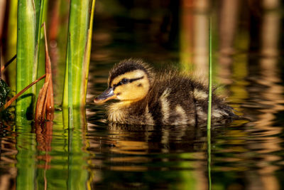 Duck swimming in lake