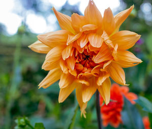 Close-up of yellow flowering plant