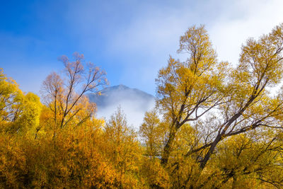 Low angle view of yellow trees against sky during autumn