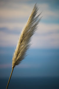 Close-up of pampas grass against sky