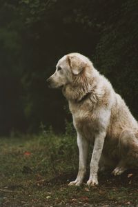 Dog looking away while sitting on land