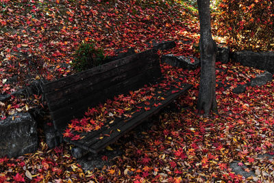 High angle view of autumn leaves in park