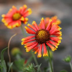 Close-up of orange flower