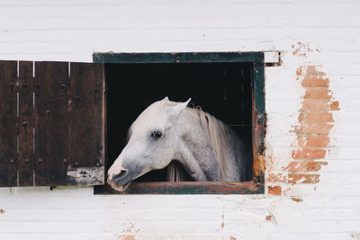 White horse looking through stable window