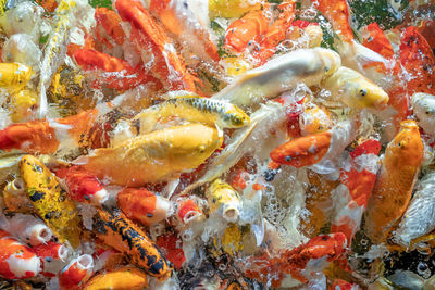 High angle view of koi carps swimming in sea