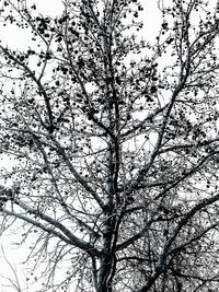 Low angle view of flower tree against clear sky