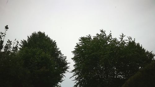 Trees against clear sky