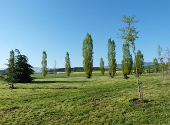 Scenic view of grassy field against blue sky