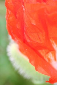 Close-up of red flower