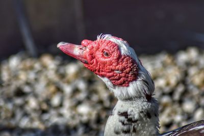 Close-up of a muscovy duck