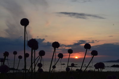 Silhouette flowering plants on field against sky during sunset