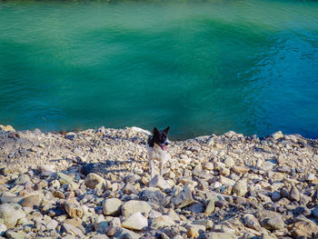 High angle view of dog on rock by sea