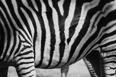 Close-up of zebra