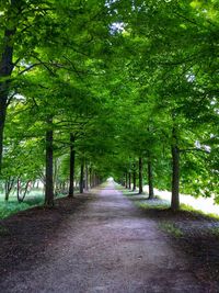 Road passing through forest