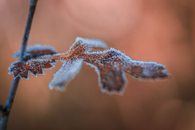 close-up
