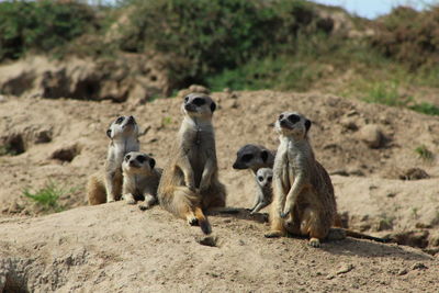 Meerkat family standing guard