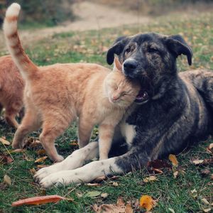 View of a dog on field