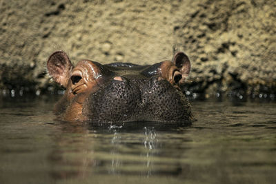 Close-up of hippopotamus swimming in lake