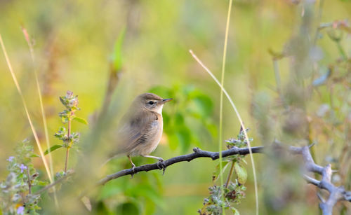 Close-up of bird perching on a plant