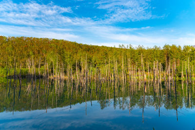 Shirogane blue pond aoiike  in summer, located near shirogane onsen in biei town, hokkaido, japan