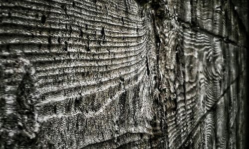 Full frame shot of tree trunk