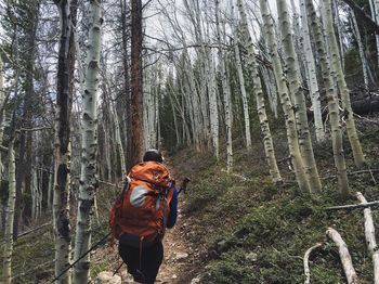 Rear view of man with backpack hiking amidst bare trees in forest