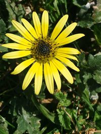 Close-up of insect on yellow flower